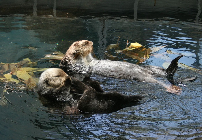 WIKITREE | 수달과 해달에 관한 귀여운 사실 14가지