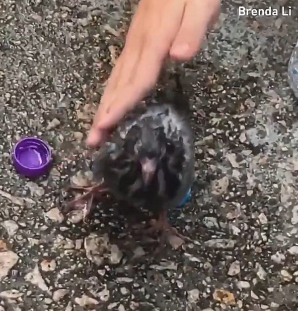 WIKITREE | “왜 갑자기 따갑지” 홍콩 시위 중에 최루가스 맞은 비둘기 (영상)