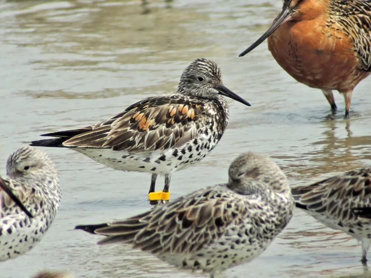 호주에서 날아온 붉은어깨도요