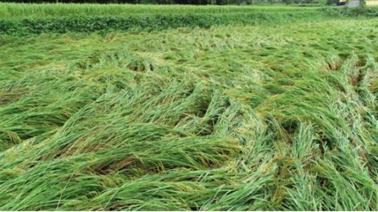 태풍 ‘솔릭’으로 인한 도암면 일대 벼 재배농지 피해 현장