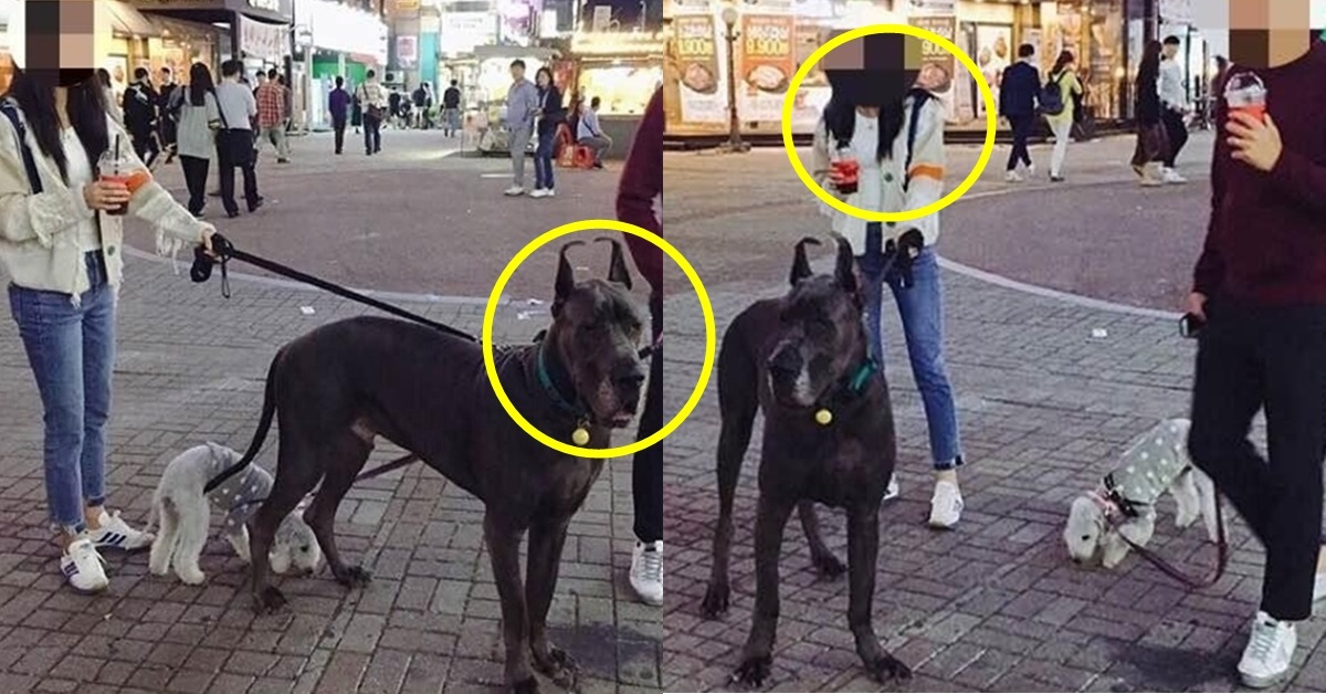 “엄청난 반전 있었다...” 사진 속 대형견과 견주를 직접 만나봤다 - 뉴스 썸네일 이미지