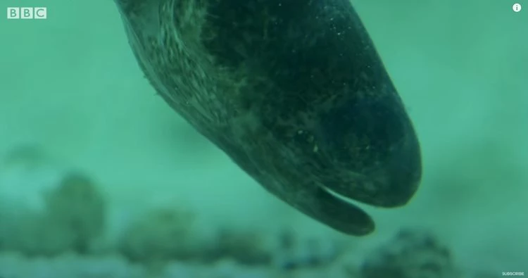 이하 유튜브 'BBC Earth'