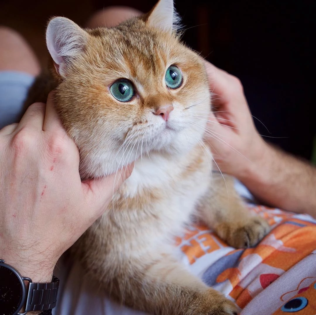 인스타그램 @hosico_cat