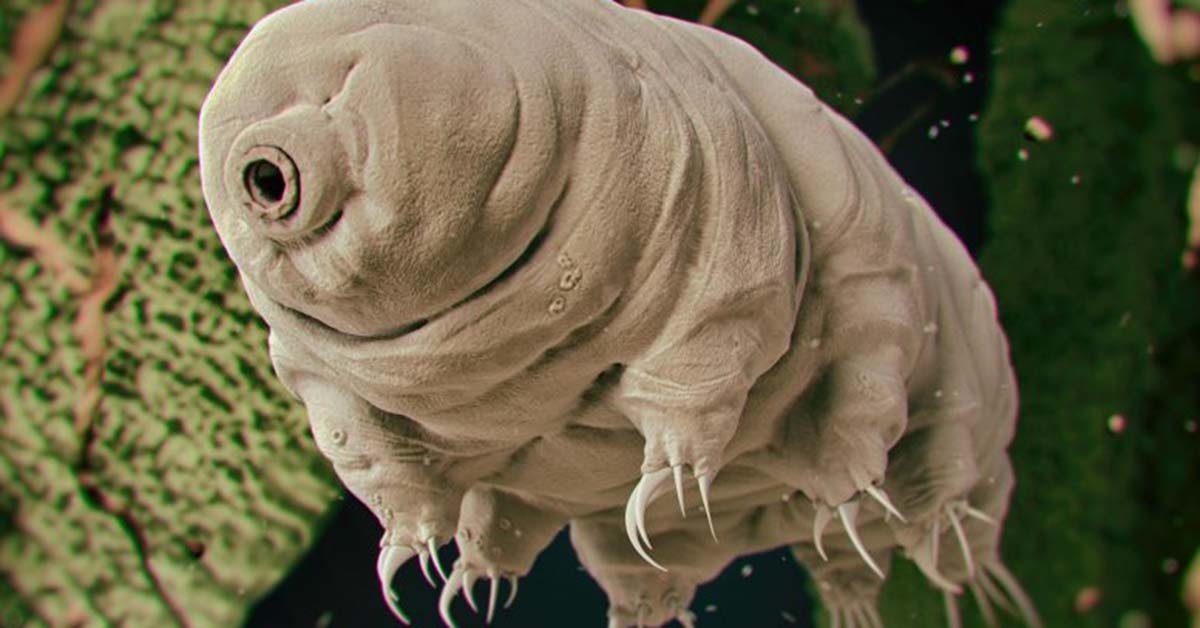 다리 8개 달린 지구 최강의 생명체 '물곰' (feat. 끓는 물에서도 생존 가능) 위키트리