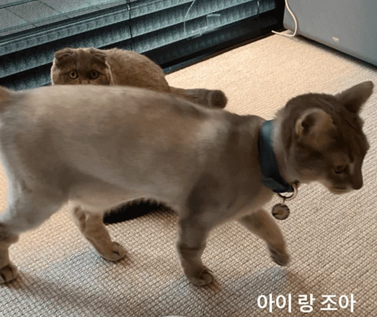 온라인 커뮤니티 '더쿠'