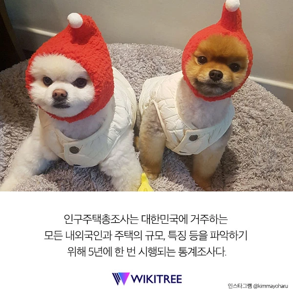 인구주택총조사에 우리 집 ‘댕댕이'도 올해 포함된다