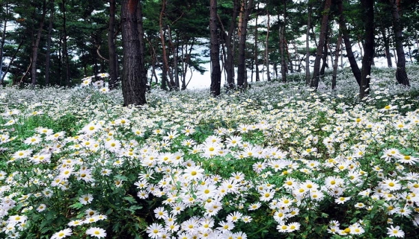 구절초 꽃축제 / 정읍시