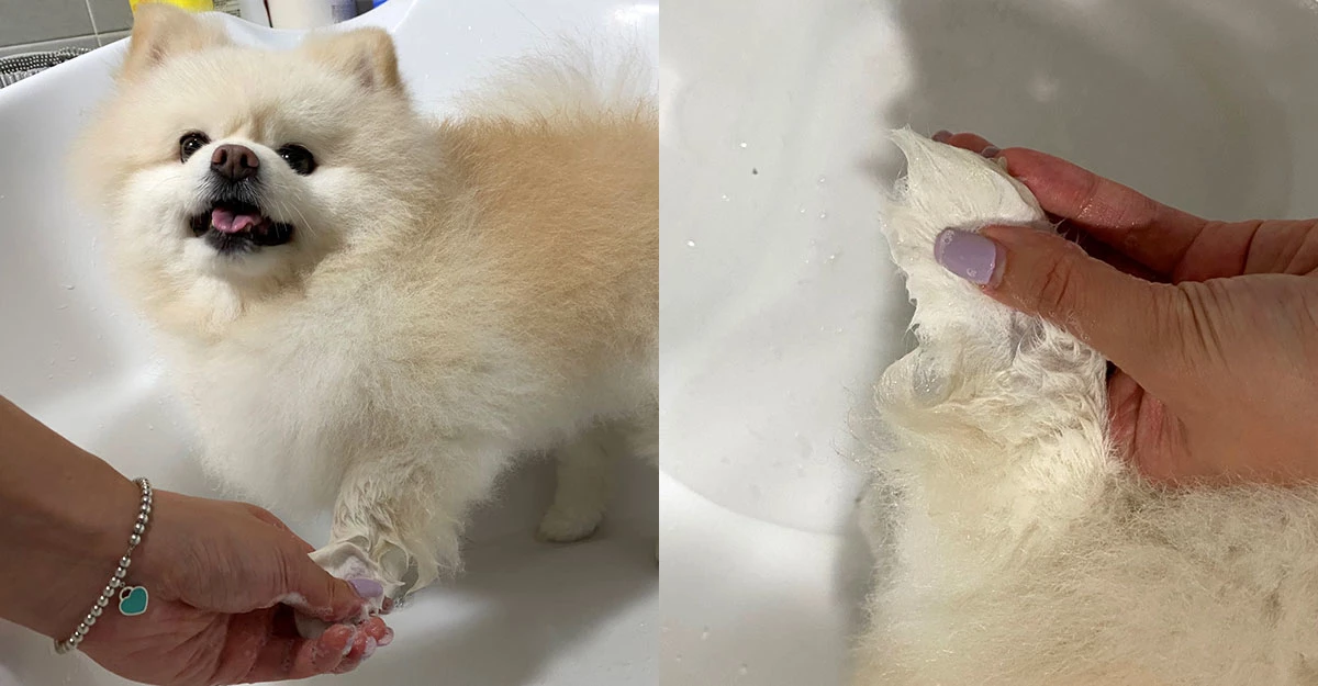 거품이 풍부하고 부드러운 제품일수록 강아지에게도 덜 자극적이다.