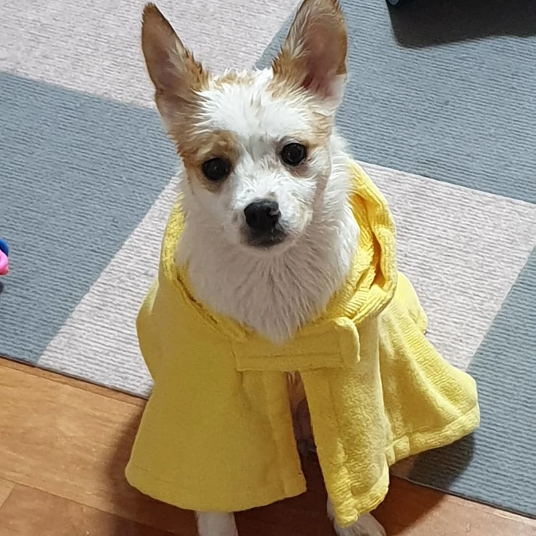 목욕 후 꼼꼼하게 물기 제거를 해주지 않으면 습진이 생길 수 있다.