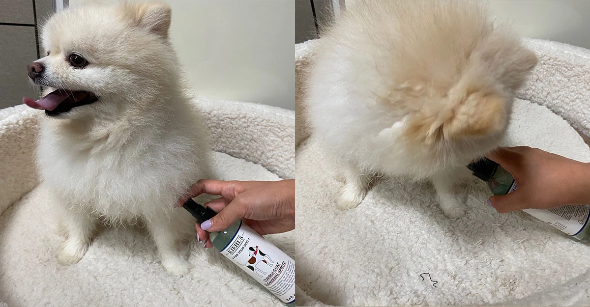 반려견 전용 스프레이 세정제는 물로 세정할 필요 없이 뿌려서 사용해 간편하다. / 사진 속 제품은 '키엘' 커들리-코트 클렌징 스프리츠