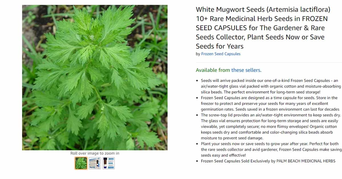 아마존의 한 판매 페이지에 올라와 있는 서양쑥의 사진. / 아마존 캡처