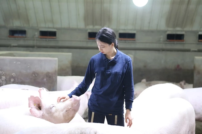 사진설명 / 선진 동물복지인증 농장 제일종축 모돈 집단사육