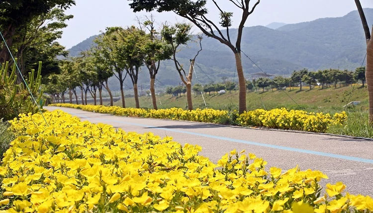 황금 달맞이꽃 / 정읍시