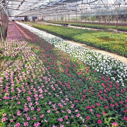 꽃묘장 / 정읍시