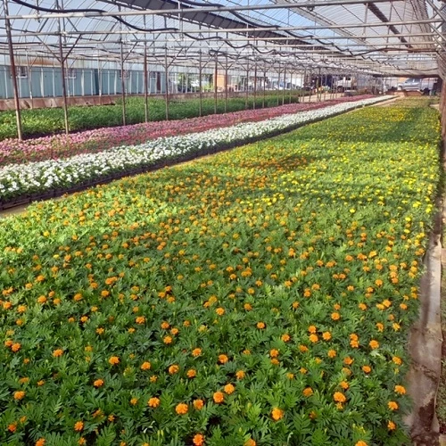 꽃묘장 / 정읍시