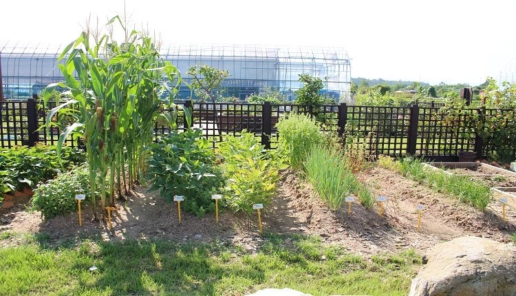 견종법 활용한 한국전통농업모델 / 농촌진흥청