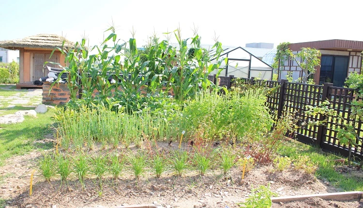 견종법 활용한 한국전통농업모델 / 농촌진흥청