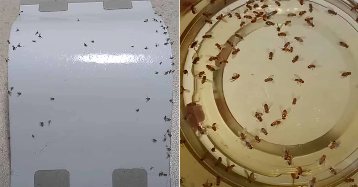 여름의 불청객 날파리. 유튜브 페이지 '시도왕'에 올라온 영상을 캡처한 것이다.