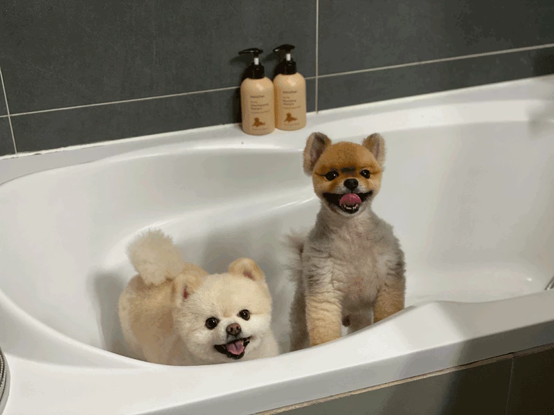 딱 맞는 샴푸를 쓰면 목욕 시간이 즐거워질 수 있다 / 사진 속 제품은 이니스프리 '디어펫 샴푸'