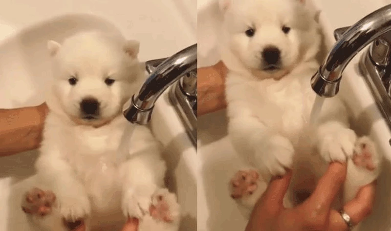 온라인 커뮤니티 '9gag'