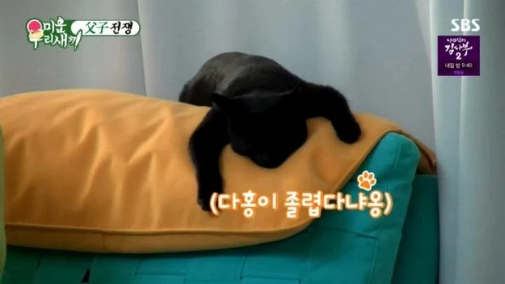 '미우새' 박수홍이 구조한 낚시터 길냥이 다홍이 근황