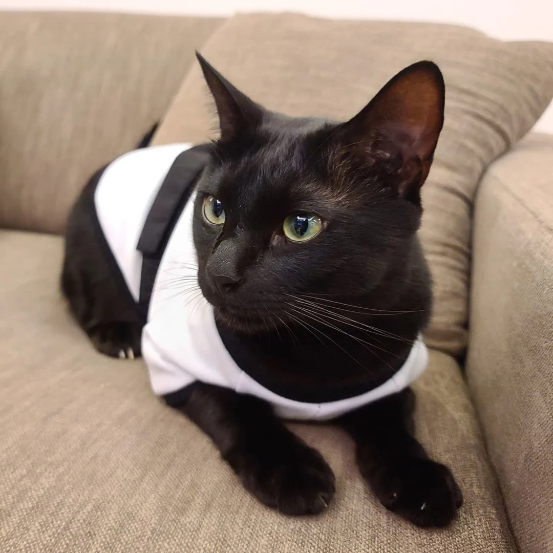 '미우새' 박수홍이 구조한 낚시터 길냥이 다홍이 근황