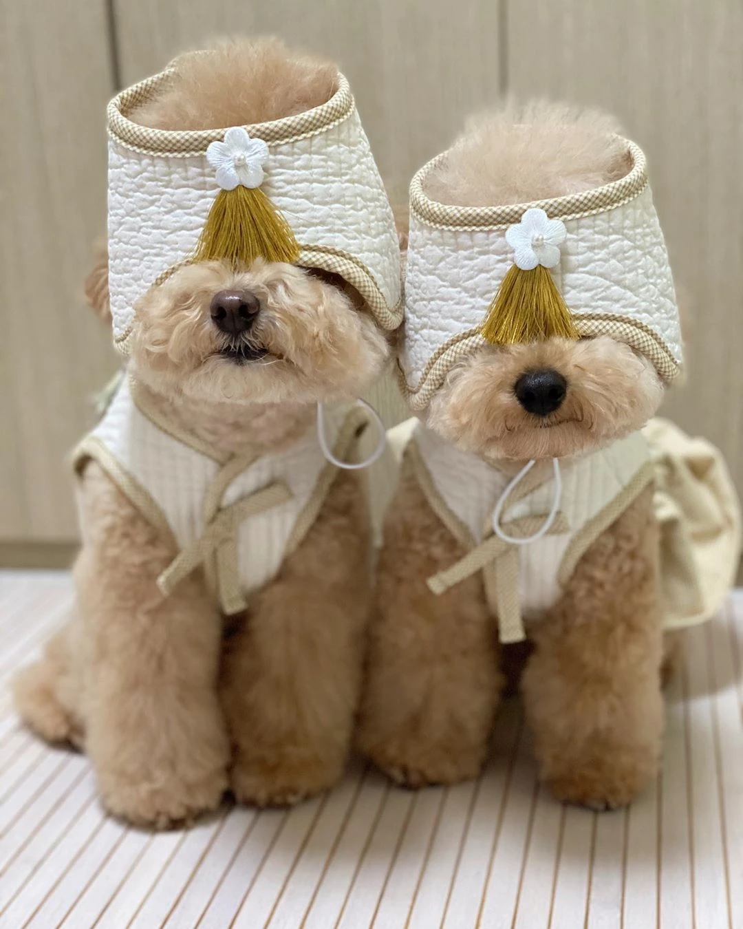 @choiji_leo_ccoma