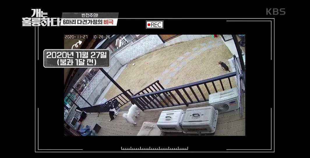“너무 심각하다...” 개그우먼 장도연 충격받게 한 강아지 싸움 장면 (영상)
