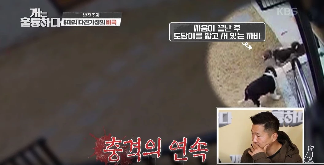 “너무 심각하다...” 개그우먼 장도연 충격받게 한 강아지 싸움 장면 (영상)