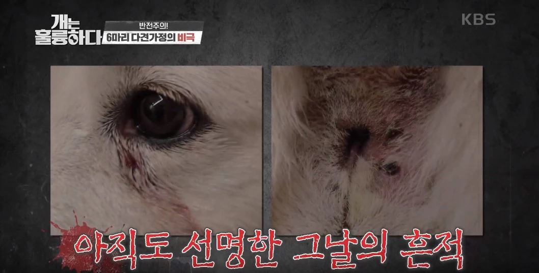 “너무 심각하다...” 개그우먼 장도연 충격받게 한 강아지 싸움 장면 (영상)
