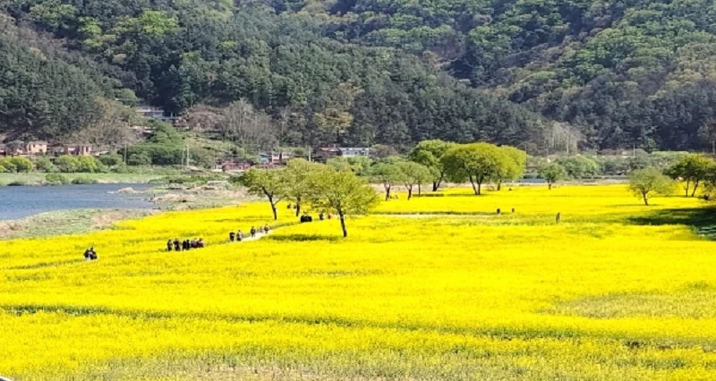 옥천군 동이면 유채꽃밭 / 자료사진