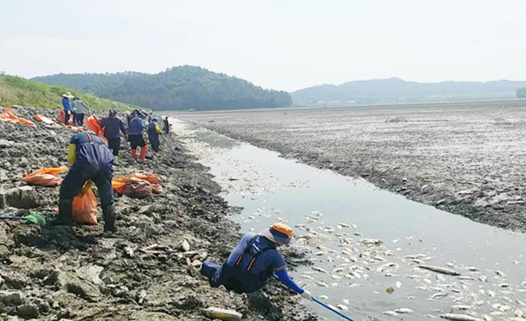 2017년 가뭄 시 둔전저수지 물고기 폐사