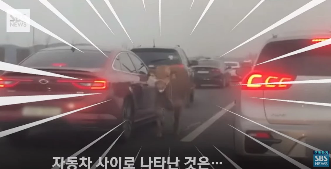 이하 유튜브 'SBS 뉴스'