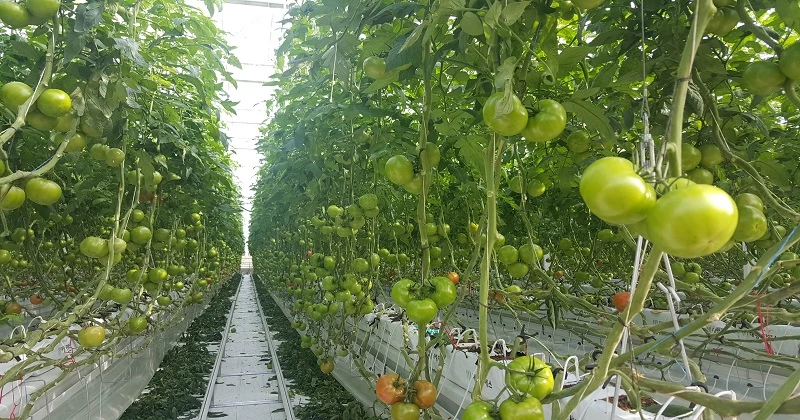 스마트팜(하랑영농조합) / 김제시