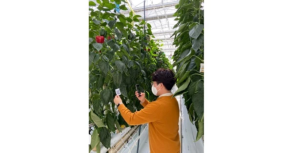 스마트폰으로 데이터 얻는 모습 / 농촌진흥청