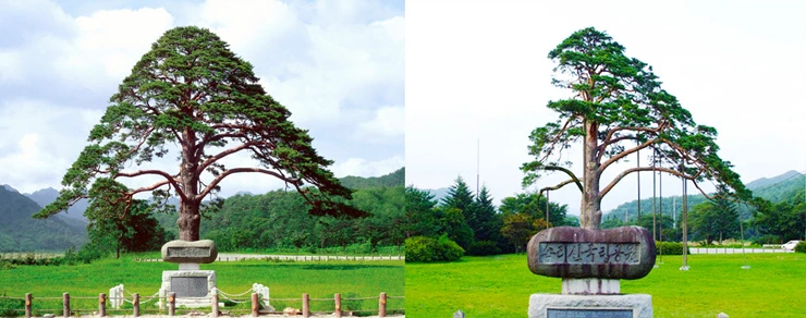 정이품송 (훼손이전, 이후)