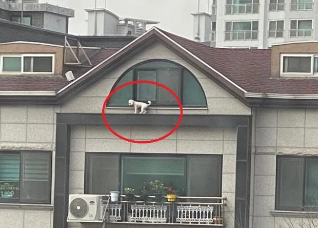 이하 네이버 카페 '강아지를 사랑하는 모임'