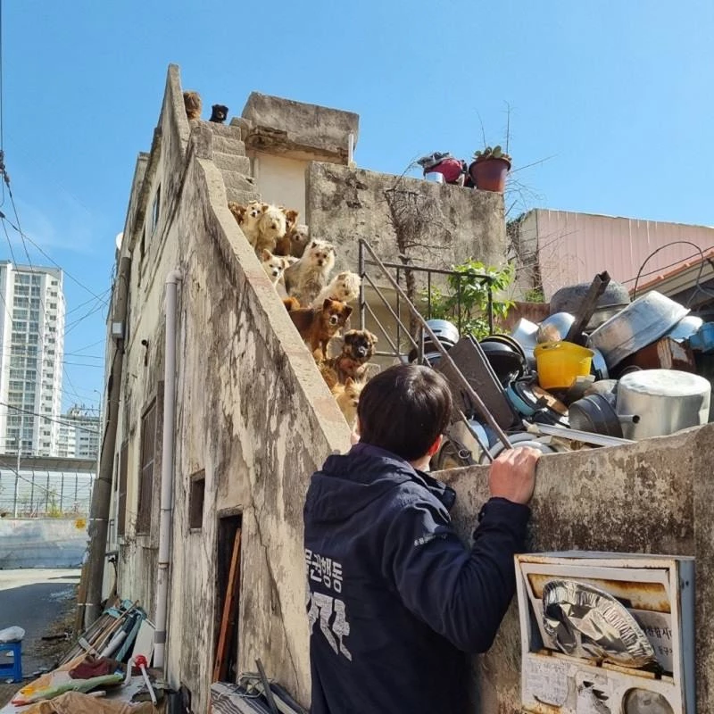 이하 카라 페이스북