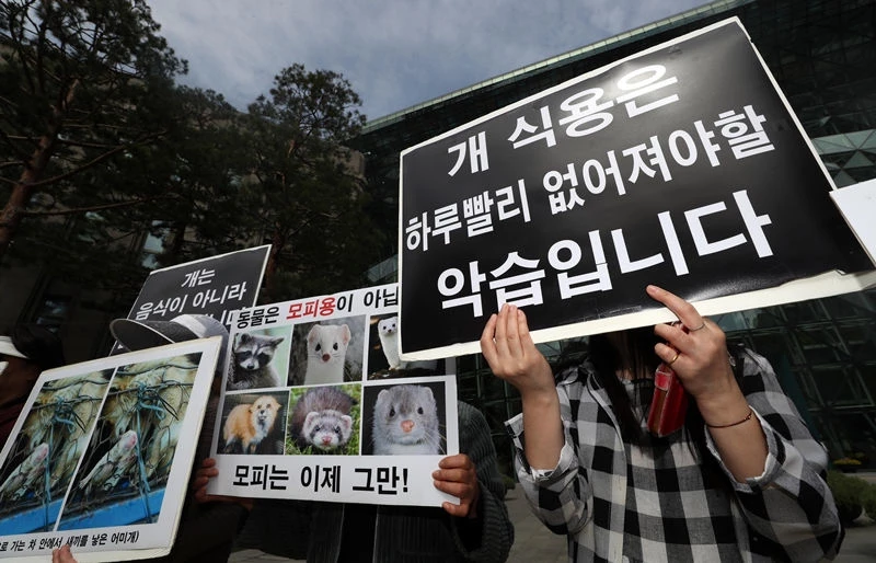 한국동물보호연합 회원들이 '모피와 개식용 없는 서울'을 촉구하는 기자회견에 참석한 모습 / 뉴스1