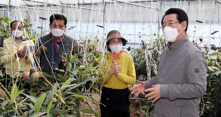 17일 김영록 전라남도지사가 장흥군 용산면 김승미 애플망고 재배 농가를 방문, 현장을 둘러보며 농가 애로사항 및 건의사항을 청취하고 있다. 전남도 2021년 애플망고 재배현황은 17㏊ 57농가로 전국 점유율 25%를 차지하고 있다.   / 전남도
