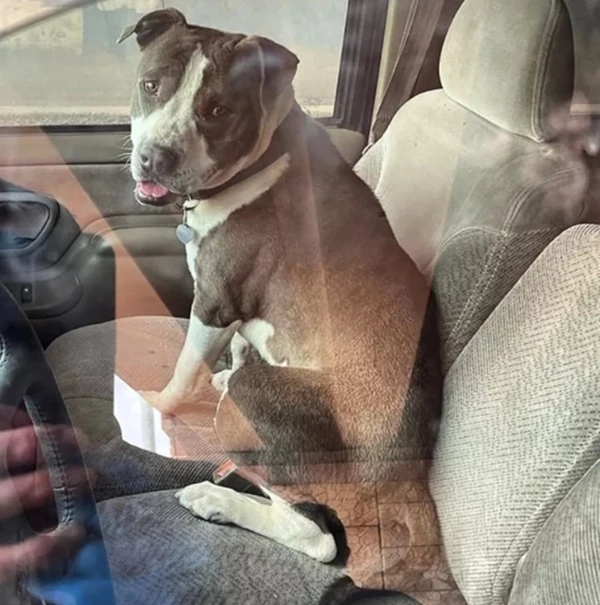 이하 트위터 'EL PASO FIRE DEPARTMENT'