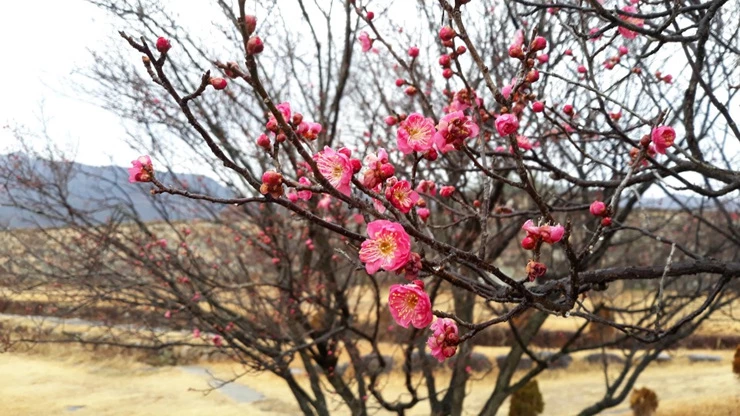 낙안읍성 납월홍매