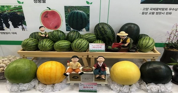 다양한 수박 / 농촌진흥청