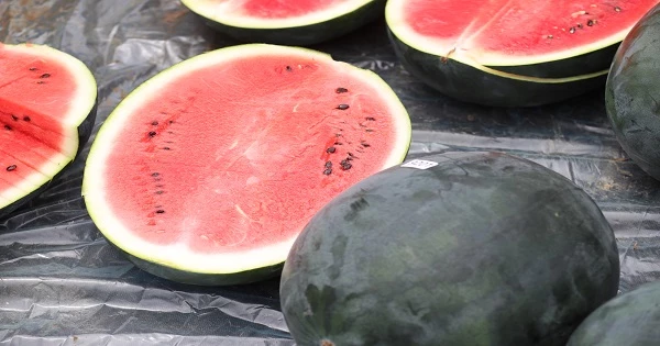 흑피수박 / 농촌진흥청