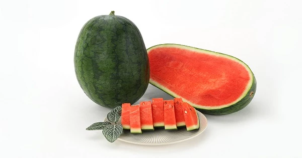 베개수박 / 농촌진흥청