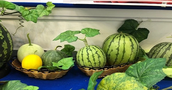 애플수박 / 농촌진흥청