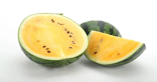 중간모본수박(원예510호) / 농촌진흥청