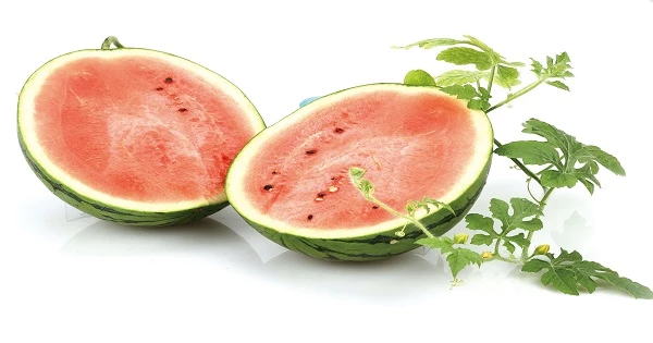 중간모본수박(원씨로) / 농촌진흥청