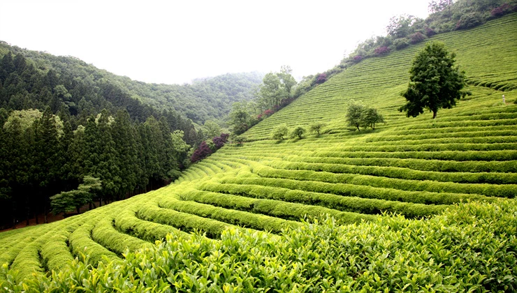 계단식 차밭 대한다원