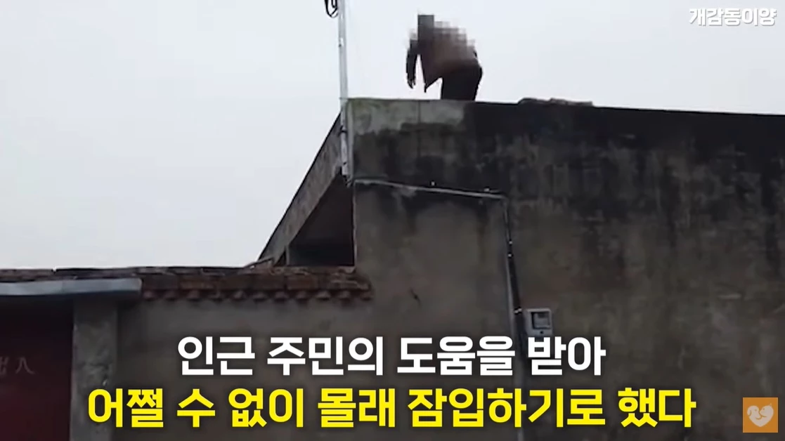 이하 유튜브 '개감동이양'